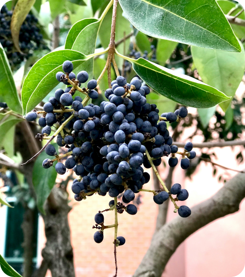 Fresh Fruits and Vegetables